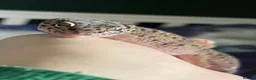 Leopard Gecko reptiles for sale: Rehoming Leopard Gecko - Advert 3