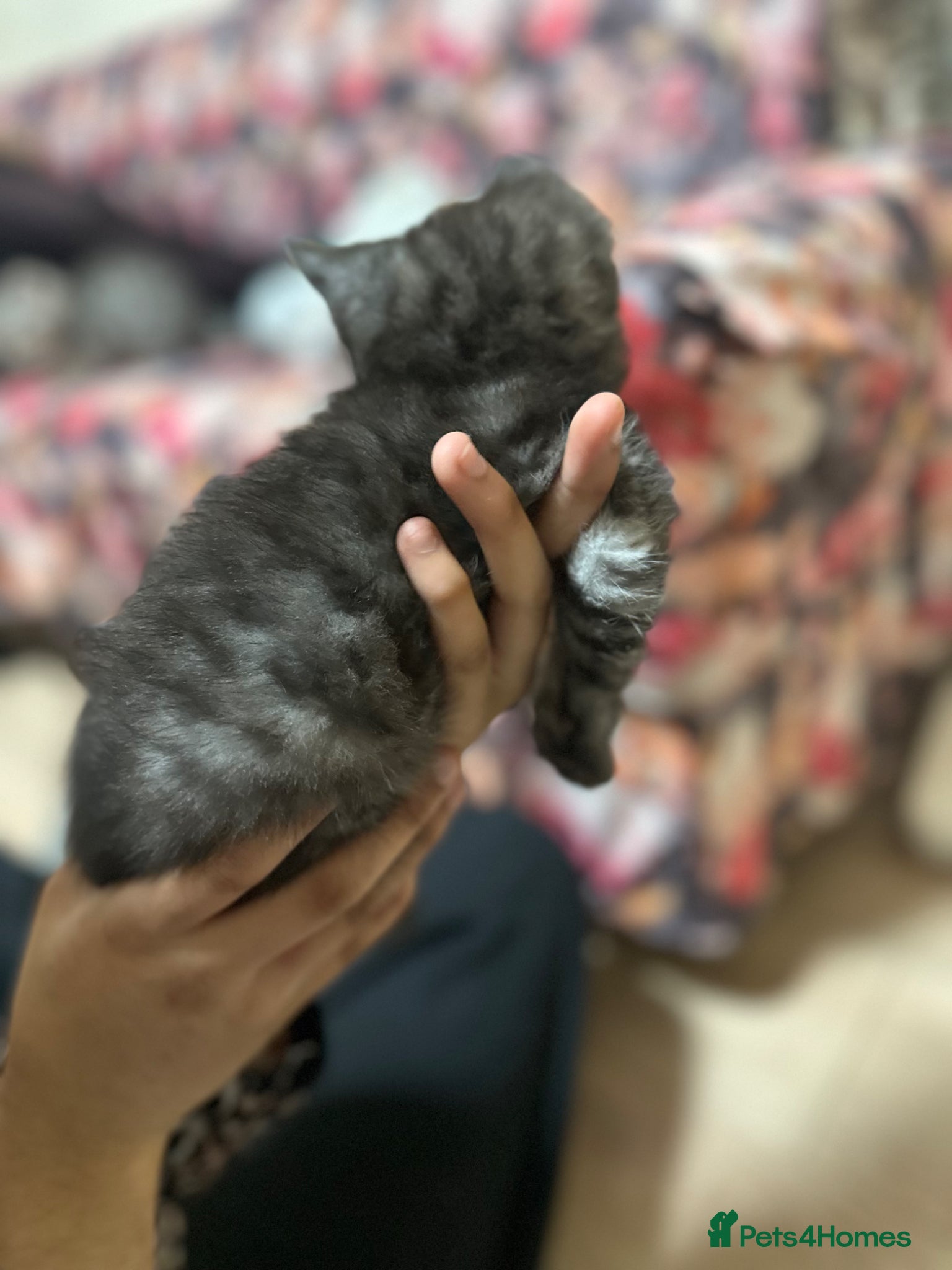 British Shorthair cats for sale: 2 remaining BSH kittens  - Advert 12