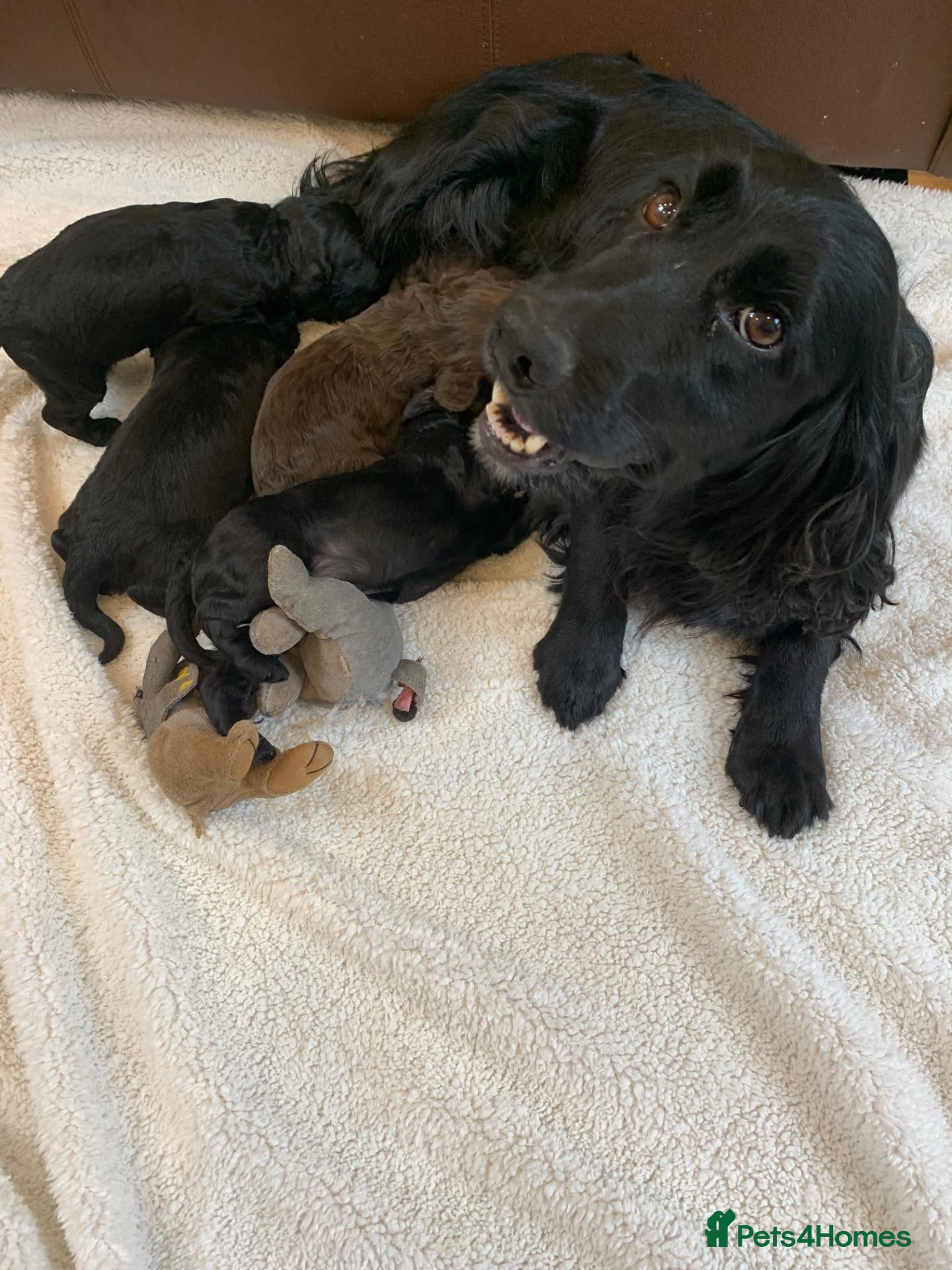 Cockapoo dogs STUNNING COCKAPOO PUPPIES - Advert 1