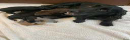 Cockapoo dogs for sale: STUNNING COCKAPOO PUPPIES - Advert 1