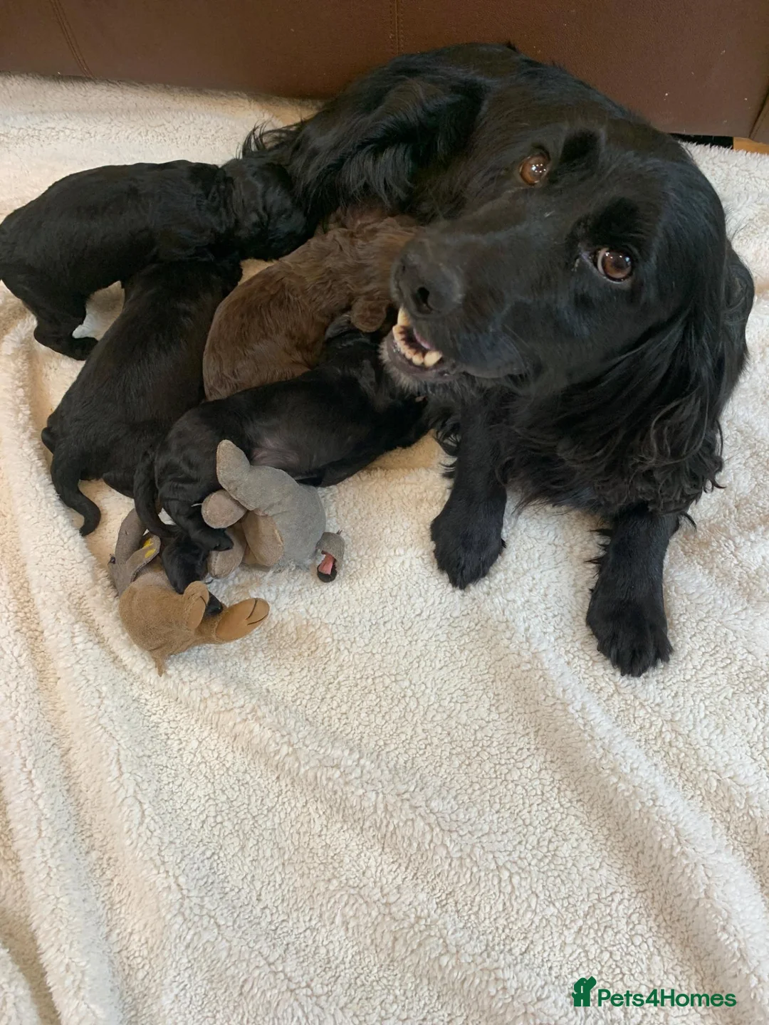 Cockapoo dogs for sale: STUNNING COCKAPOO PUPPIES - Advert 1