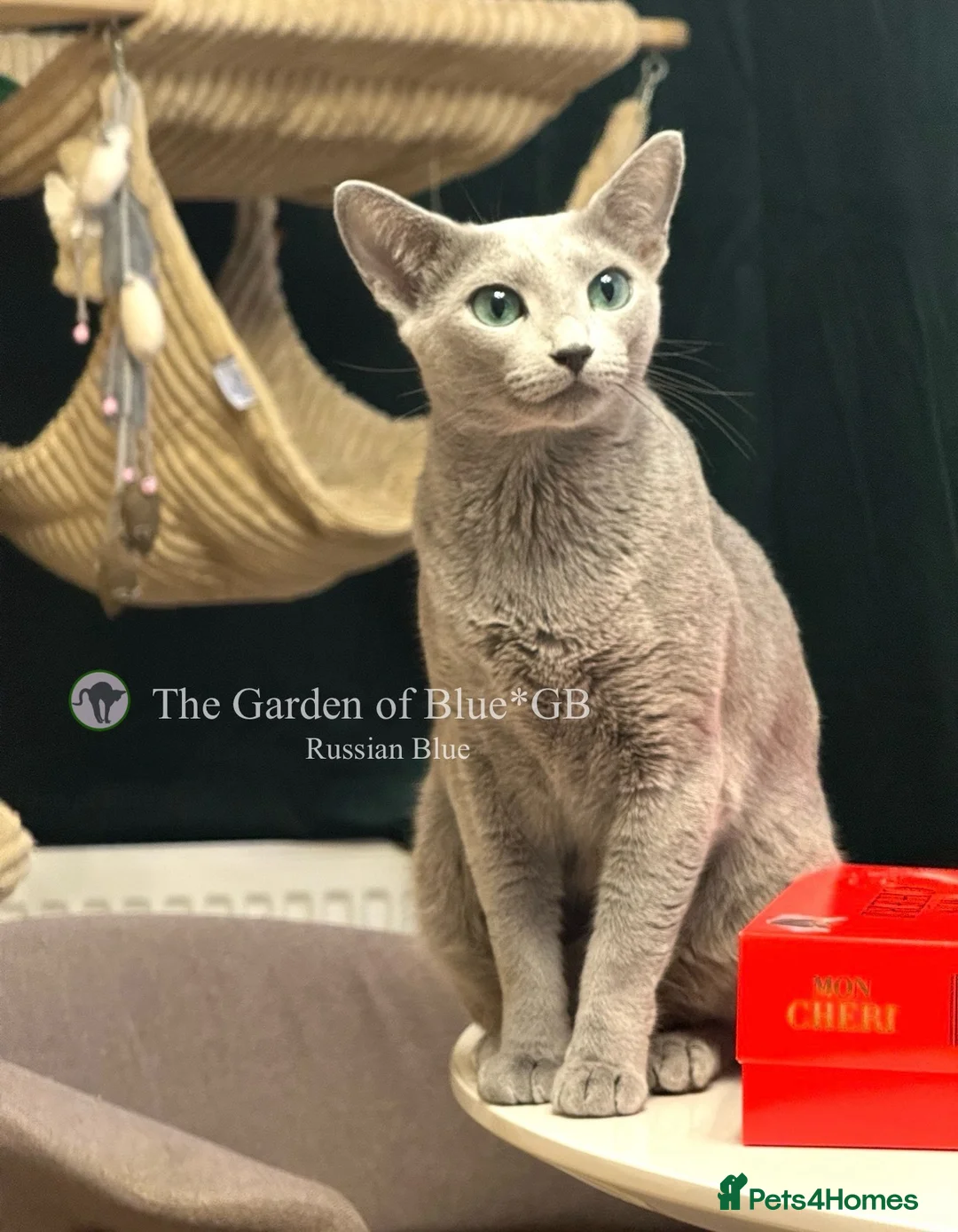 Russian Blue cats for sale: Stunning Russian Blue boy kitten  - Advert 2