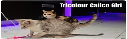 Munchkin cats for sale: Munchkin kittens odd-eyed - Advert 7