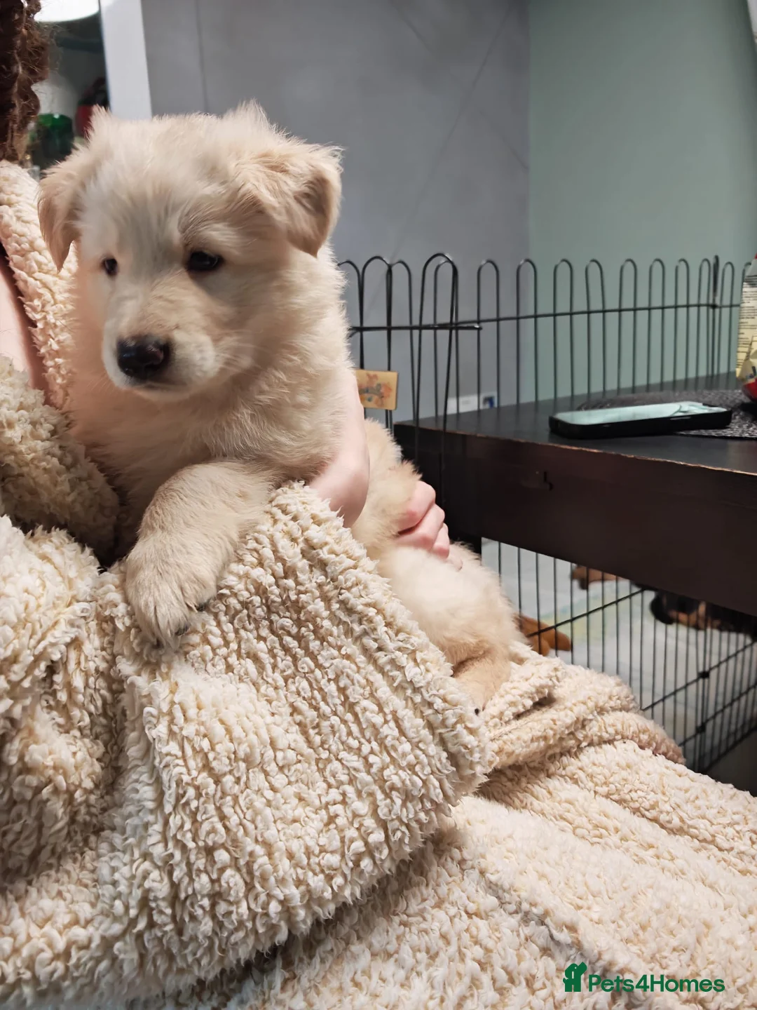 German Shepherd dogs for sale: German shepherd puppies - Advert 7