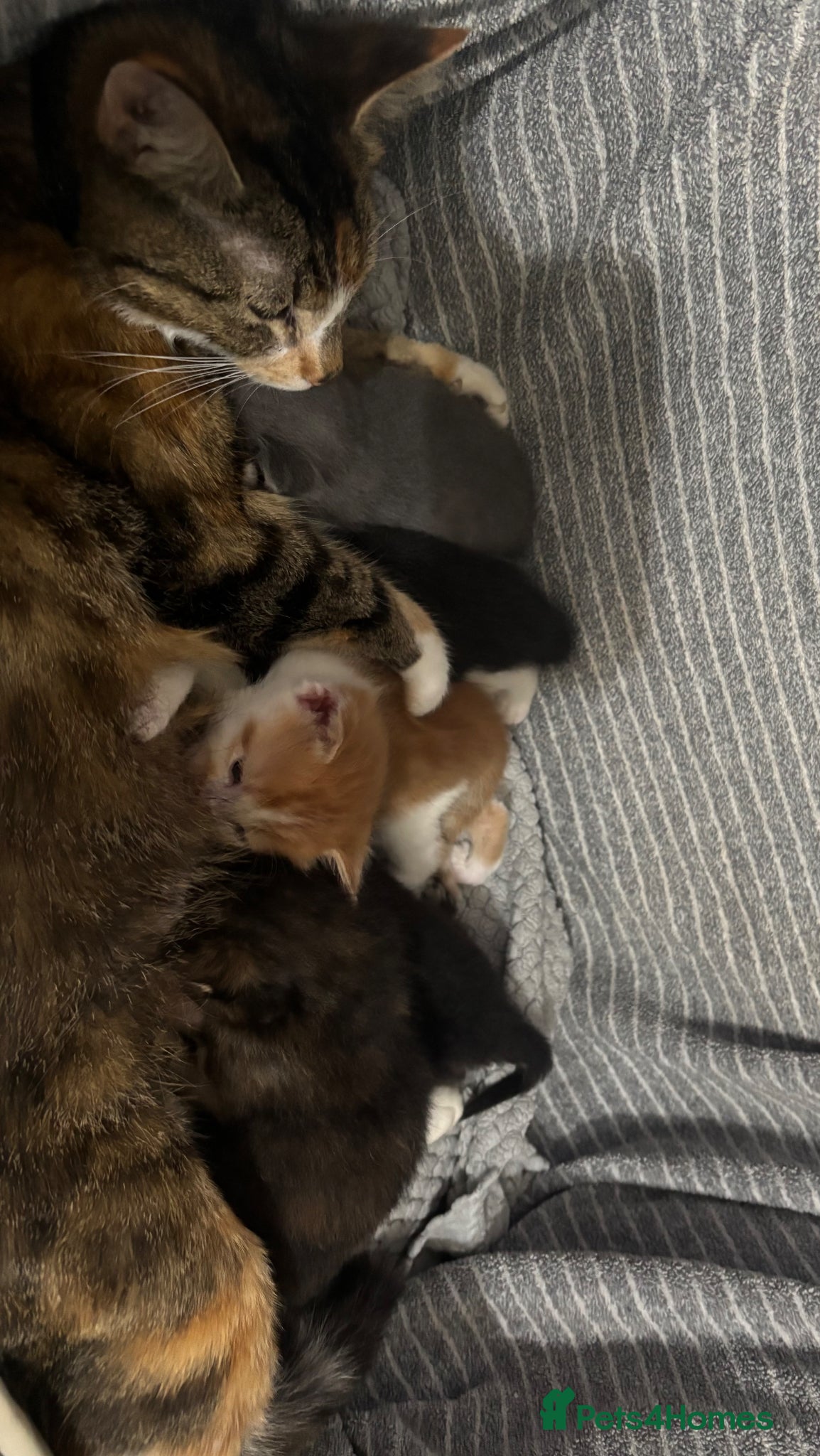 Mixed Breed cats for sale: Beautiful litter of 5 kittens - Advert 1