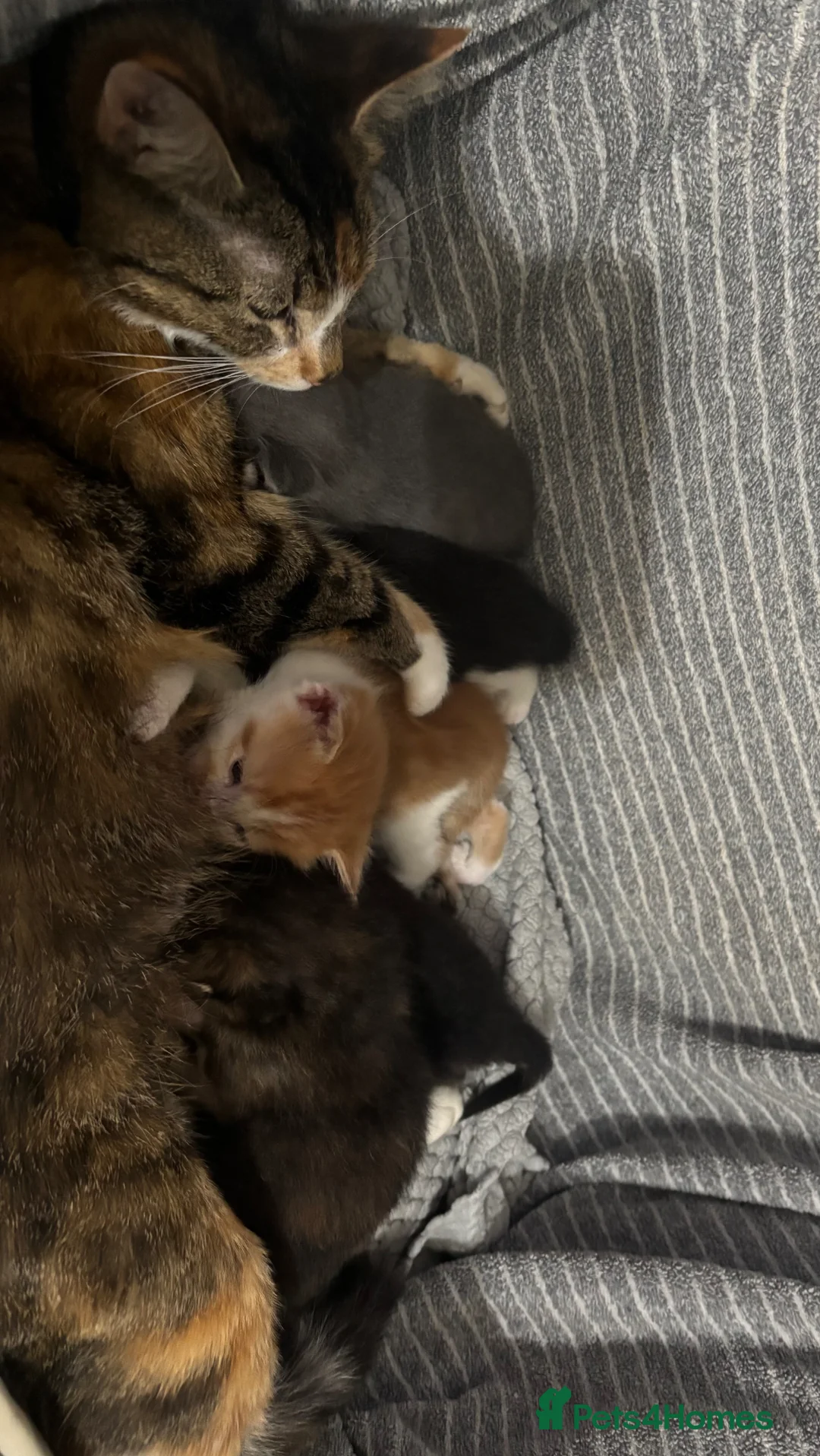 Mixed Breed cats for sale: Beautiful litter of 5 kittens - Advert 1