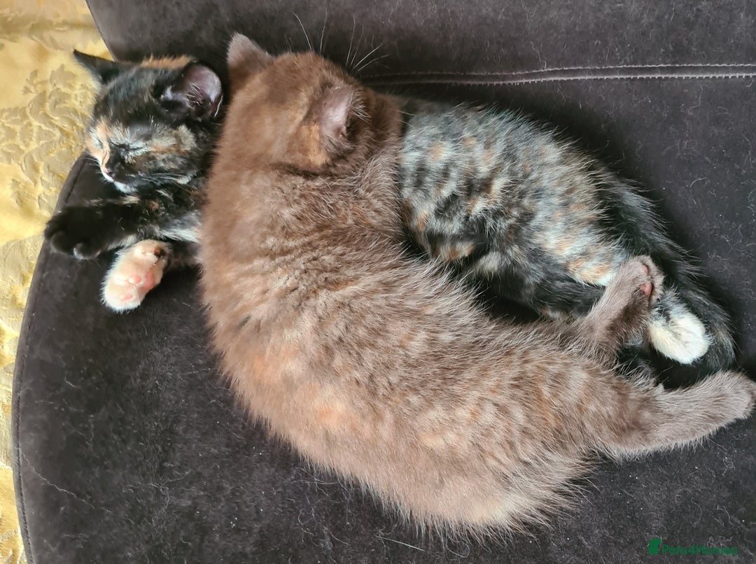 British Shorthair cats for sale: Cinnamon tortie BS female kitten - Image 8