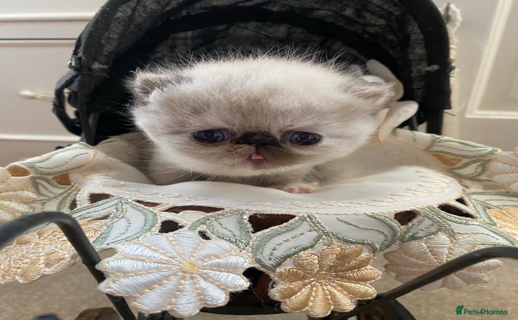 Exotic cats - Advert 1