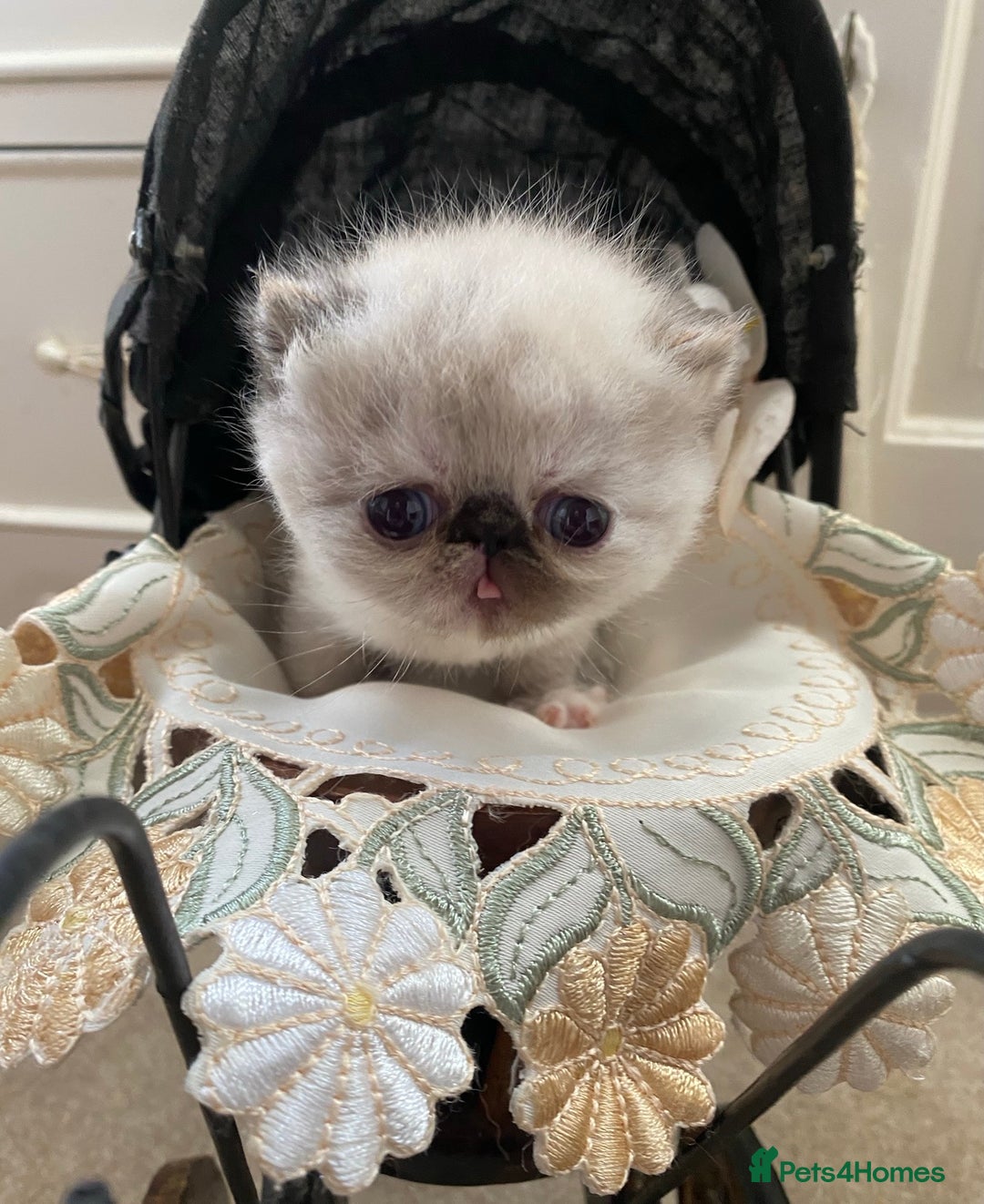 Exotic cats for sale: Outstanding exotic kittens  - Image 1