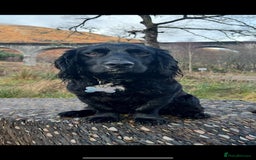 Sprocker dogs for sale: Sprocker Spaniels for Sale ready 1st November - Image 4