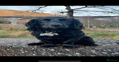Sprocker dogs - Advert 8