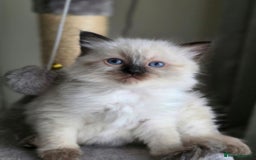 Ragdoll cats for sale: Ragdoll boys for new homes - Image 5