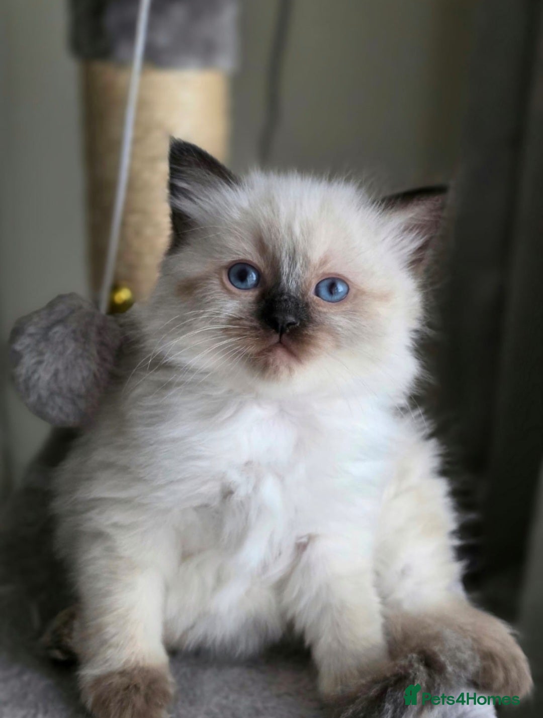 Ragdoll cats for sale: Ragdoll boys for new homes - Image 5
