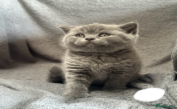 British Shorthair cats - Advert 3
