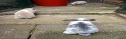 Mini Lop rabbits for sale: Mini lop/plush lop babies - Advert 7