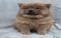 Chow Chow dogs for sale: KC Reg Chow Chow Puppies  - Image 6
