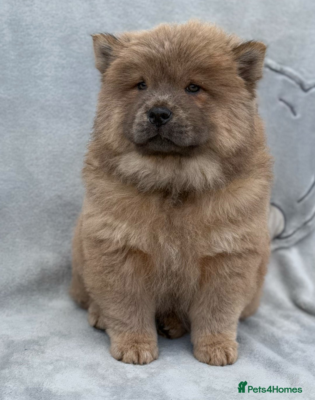 Chow Chow dogs for sale: KC Reg Chow Chow Puppies  - Image 6