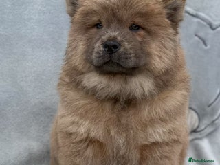 Chow Chow dogs KC Reg Chow Chow Puppies - Advert 6
