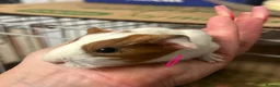 Guinea Pig rodents for sale: Gorgeous baby Guineapigs  - Advert 7