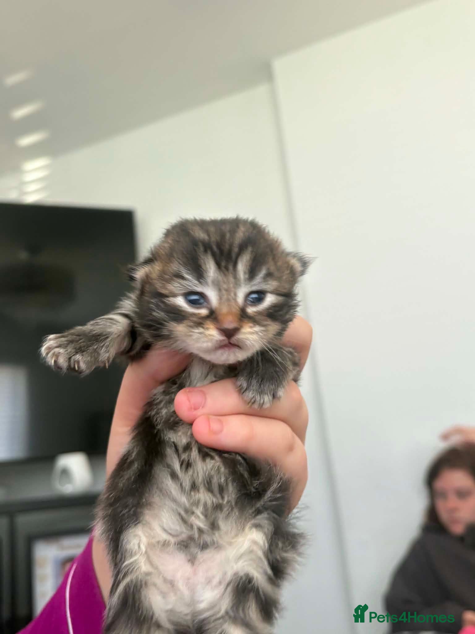 Mixed Breed cats 3/4 Maine coon kittens  - Advert 1