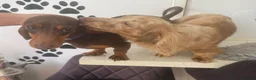 Miniature Dachshund dogs for sale: Miniture dachshund puppies  - Advert 9