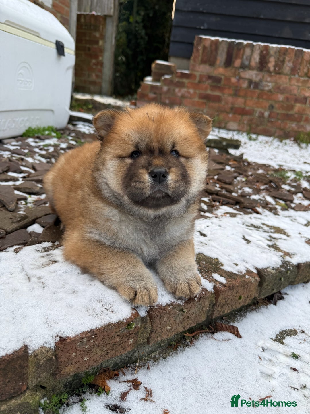 Mixed Breed dogs for sale: CHOWSKI PUPPYS READY TO GO!!  - Advert 13