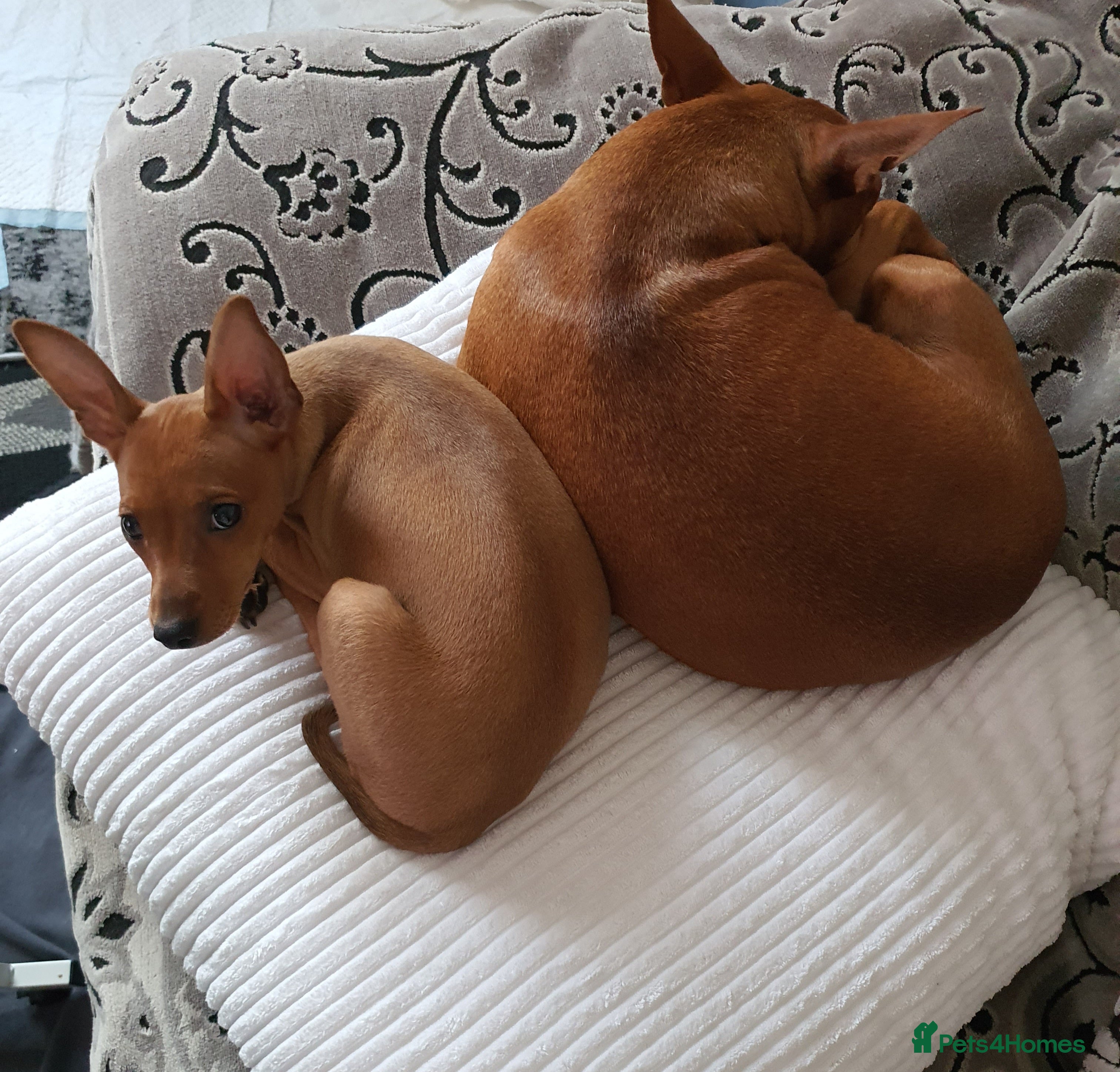 Miniature Pinscher dogs Miniature Pinscher puppies, KC registered - Advert 7