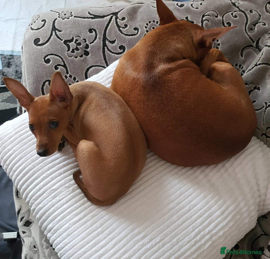 Miniature Pinscher dogs for sale: Miniature Pinscher puppies, KC registered - Advert 4