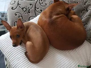 Miniature Pinscher dogs Miniature Pinscher puppies, KC registered - Advert 12