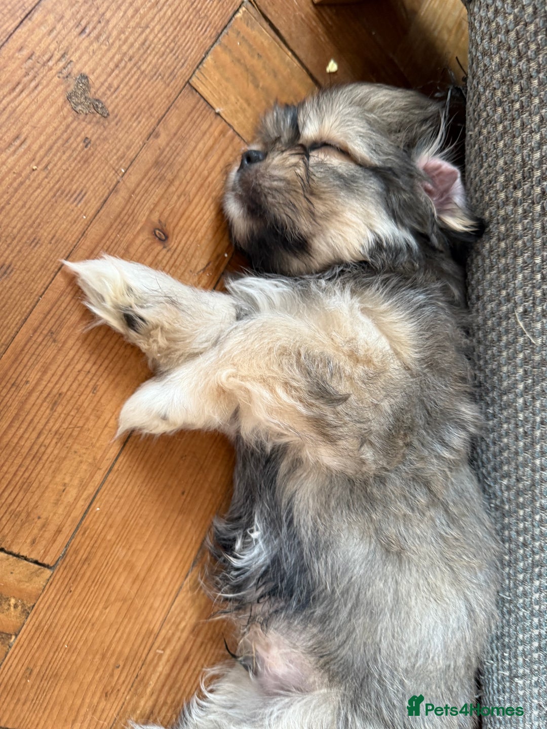 Mixed Breed dogs for sale: Peke’a’tease  - Image 34