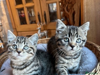 British Shorthair cats Full pedigree Chocolate spotted kitten - Advert 1