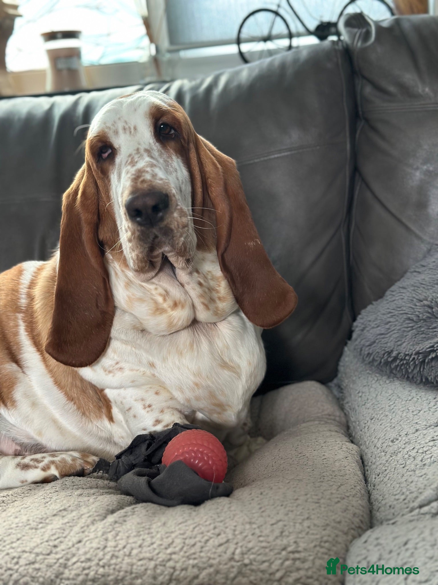 Basset Hound dogs Besset Puppies  - Advert 4