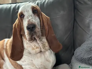 Basset Hound dogs Besset Puppies - Advert 4