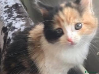 Mixed Breed cats Calico kitten - Advert 1