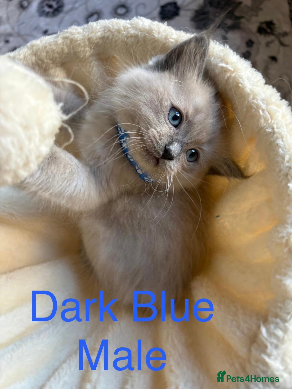 Ragdoll cats 💙6 Beautiful Pure Ragdoll Kittens💙 - Advert 2