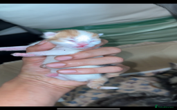 Norwegian Forest Cat cats for sale: Kittens for sale  - Image 14