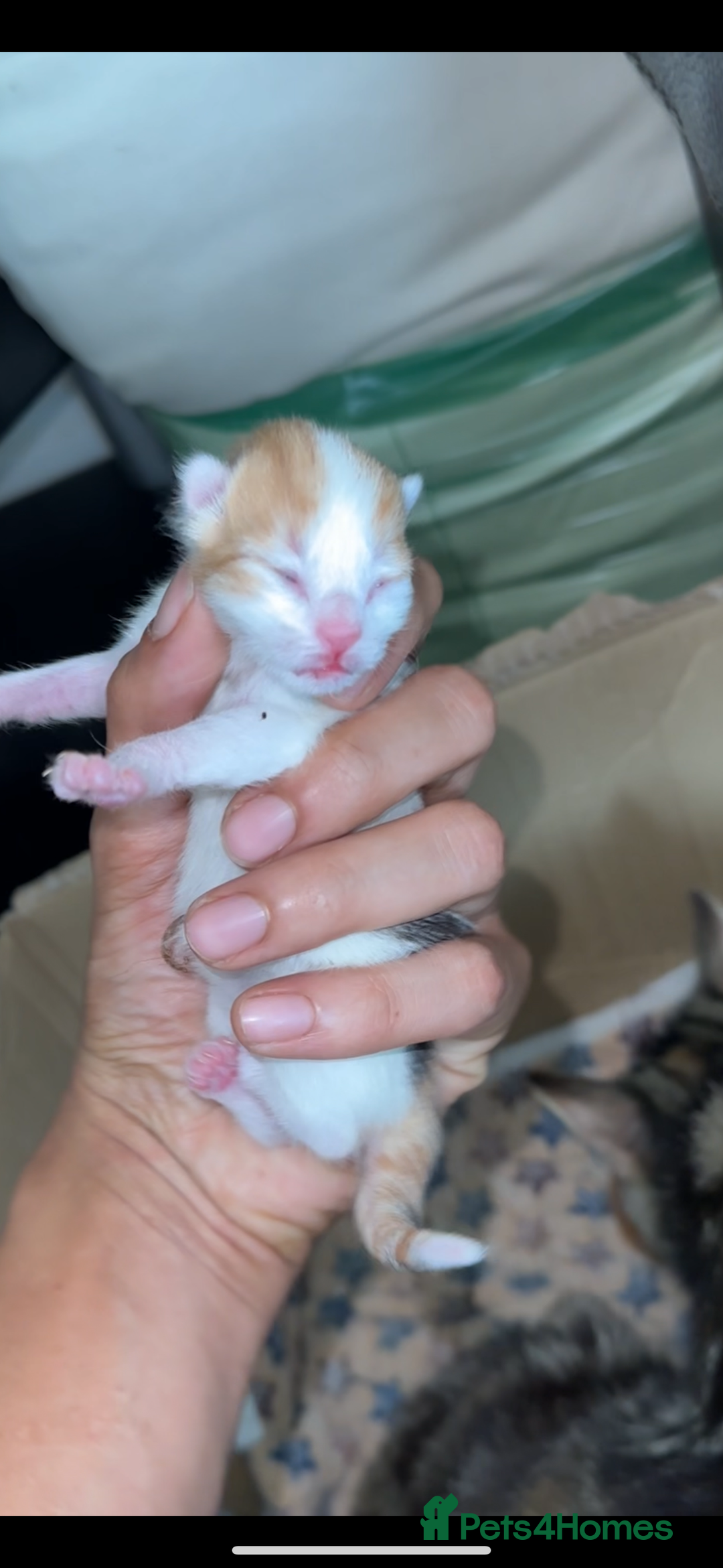 Norwegian Forest Cat cats for sale: Kittens for sale  - Image 14
