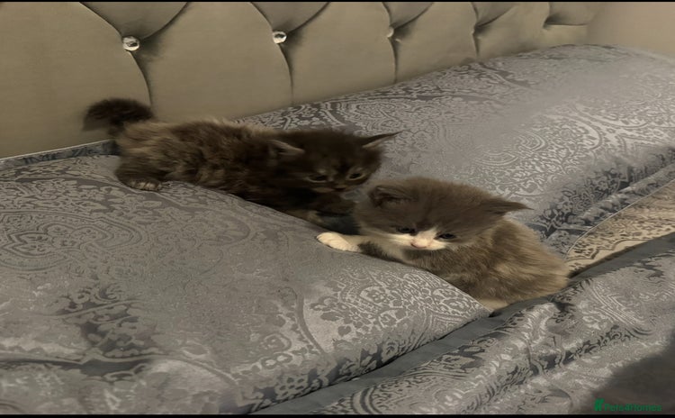 Maine Coon cats - Advert 4
