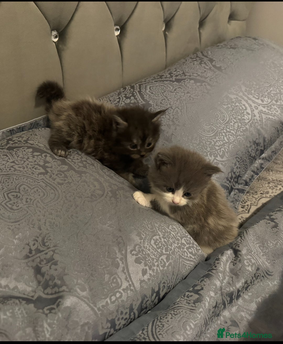 Maine Coon cats for sale: Beautiful Maine coon  - Image 2