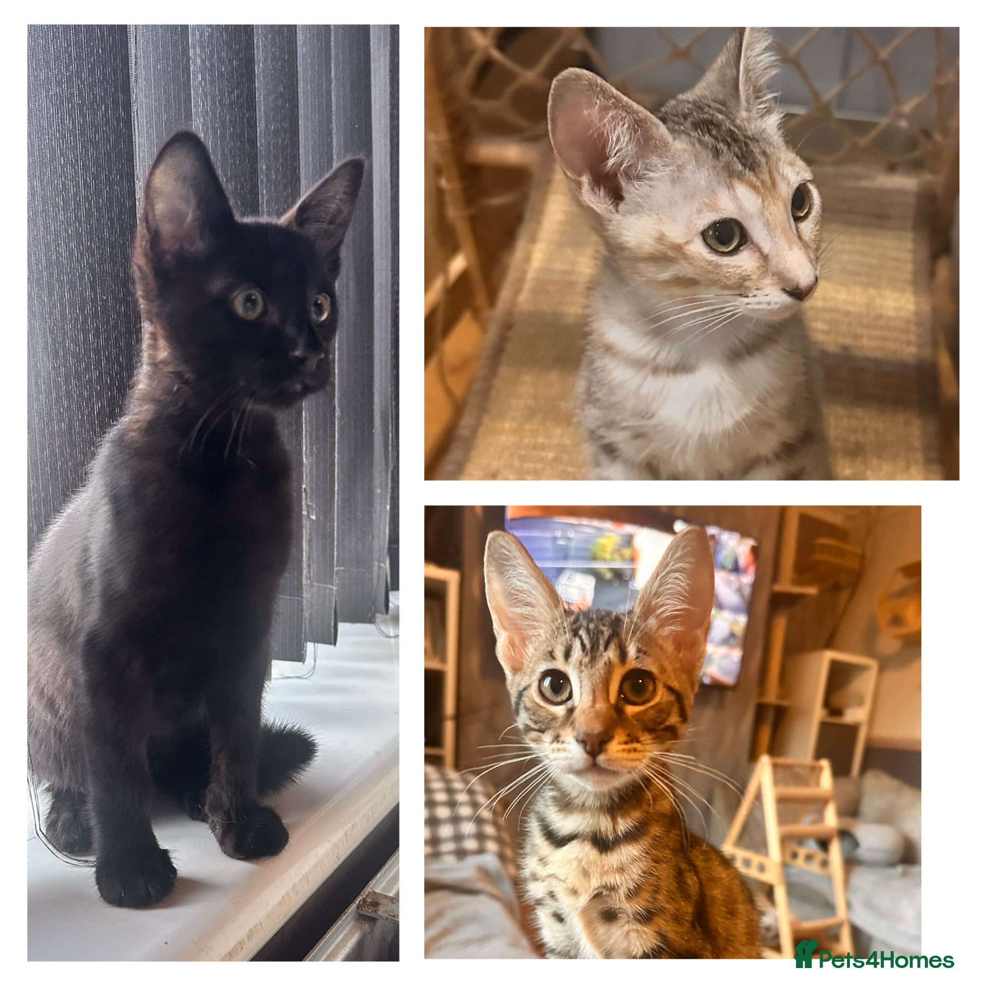 Savannah cats F4 Savannah kittens  - Advert 1