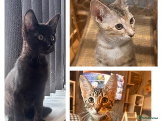 Savannah cats F4 Savannah kittens - Advert 3