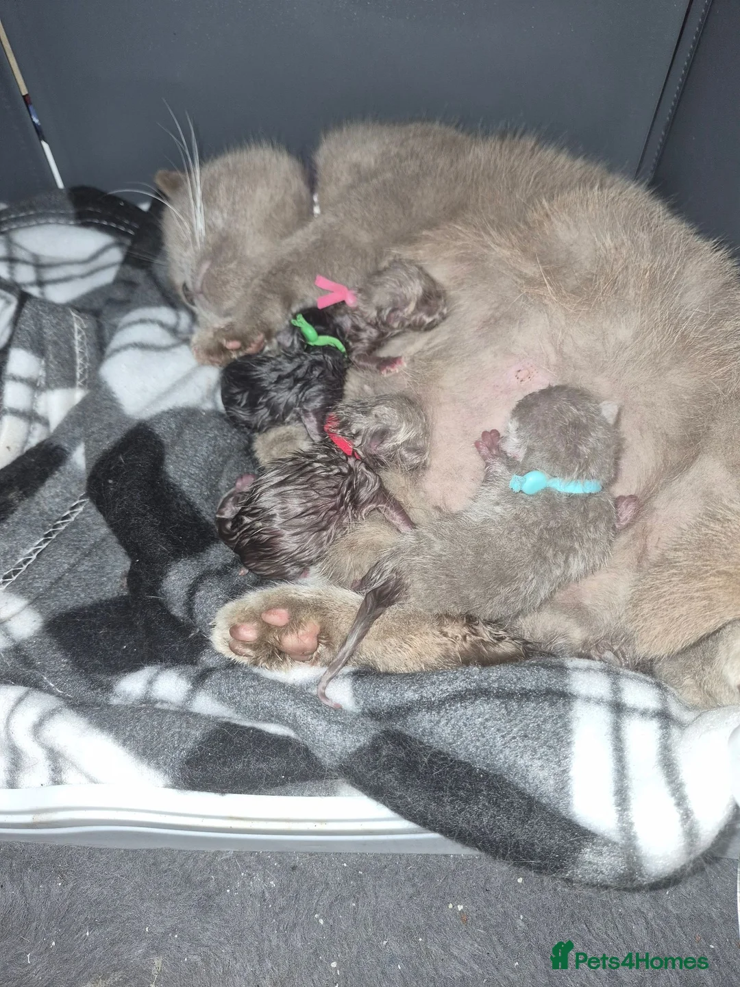 British Shorthair cats for sale: 1 beautiful little girl left  - Advert 10