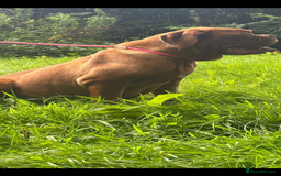 Dogue De Bordeaux dogs for sale: Pick of litter - Image 4