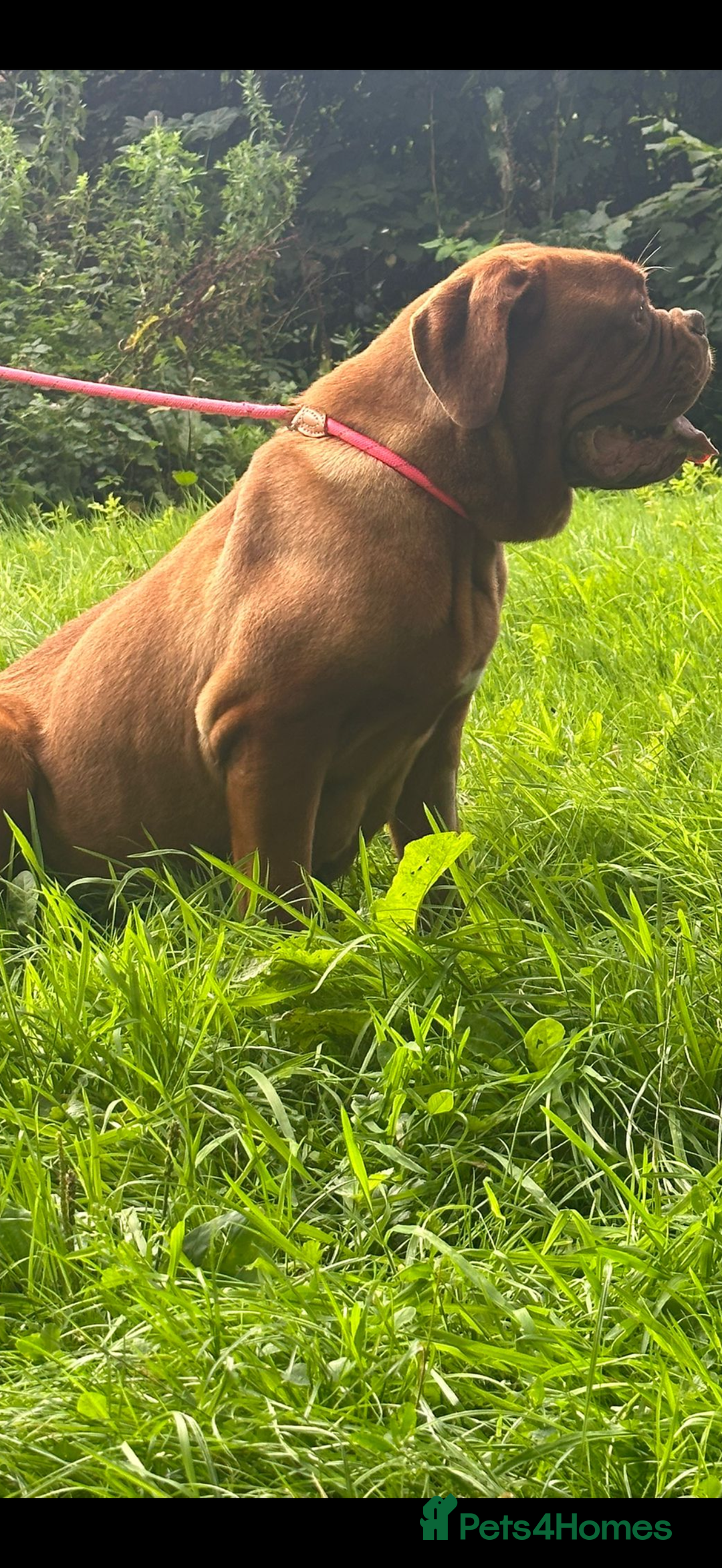 Dogue De Bordeaux dogs for sale: Pick of litter - Image 4