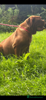 Dogue De Bordeaux dogs Kc registered pick of litter puppies !! - Advert 2