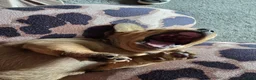 Dachshund dogs for sale: Shaded red Dachshund puppies in Barrow-upon-Humber - Advert 5