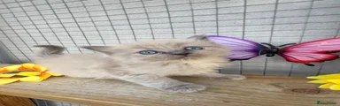 Ragdoll mink female 