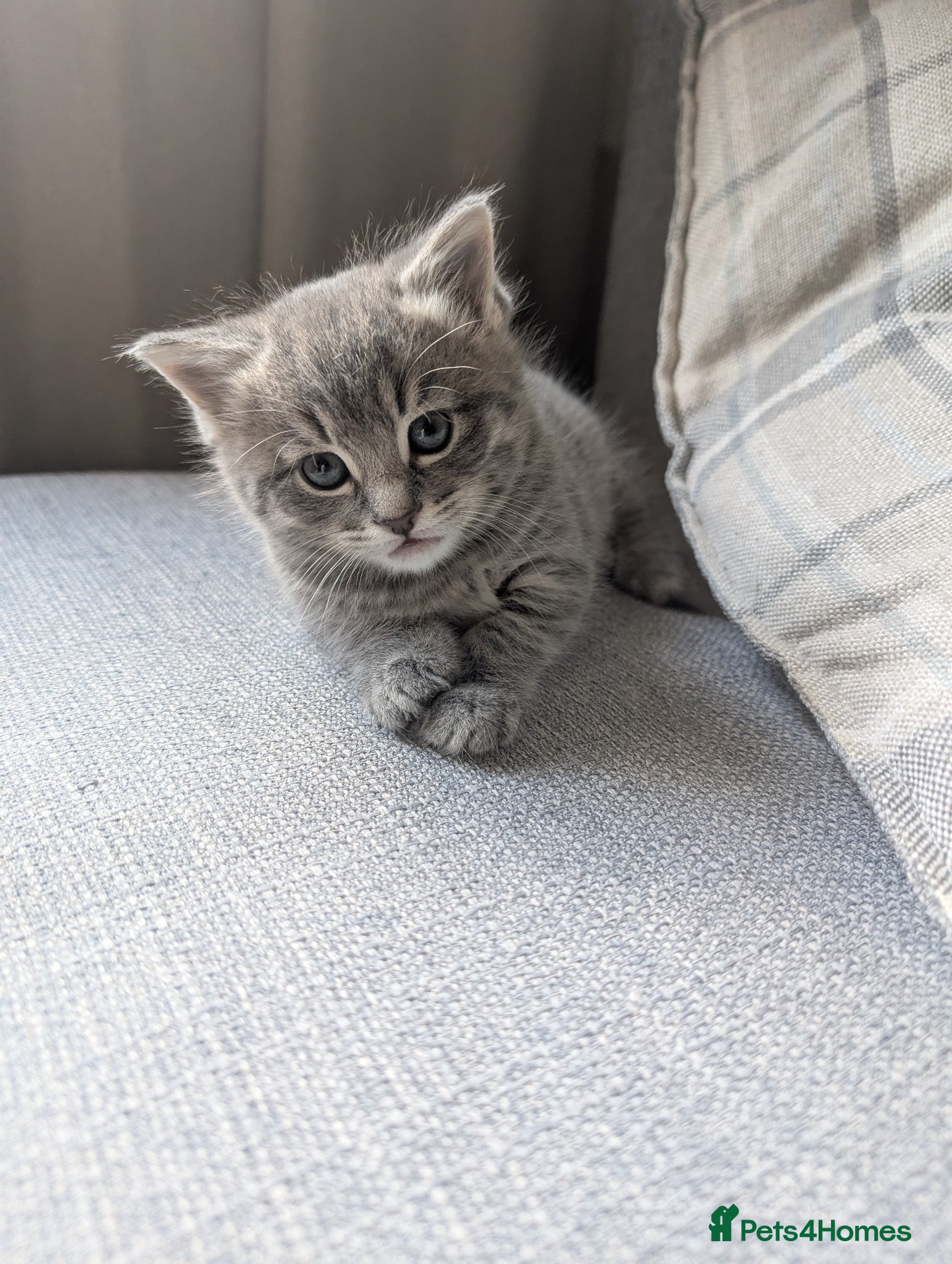 British Shorthair cats Ready in Pairs — 4 Beautiful BSH Kittens - Advert 4