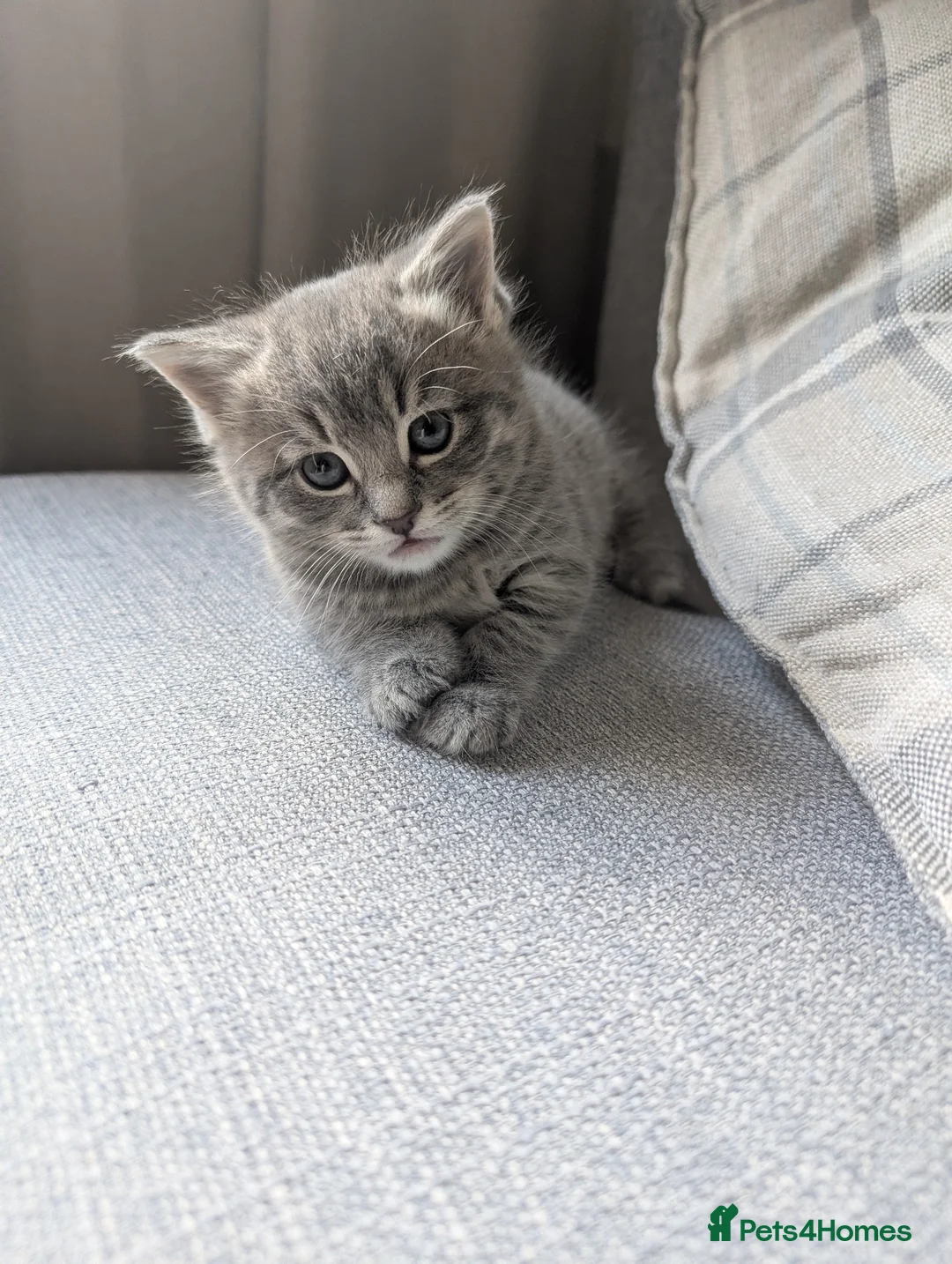 British Shorthair cats for sale: Ready in Pairs — 4 Beautiful BSH Kittens - Advert 1