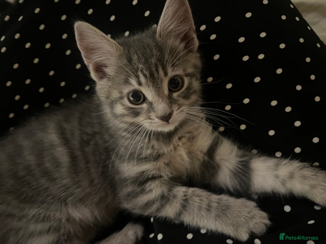 Mixed Breed cats for sale: Kittens - Advert 5